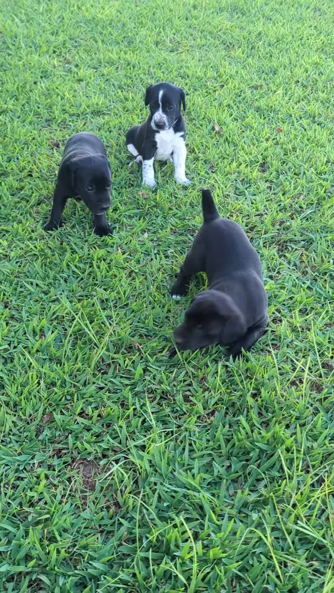 Mixed Breed dogs for sale: Mixed Breed 1 - Video 1