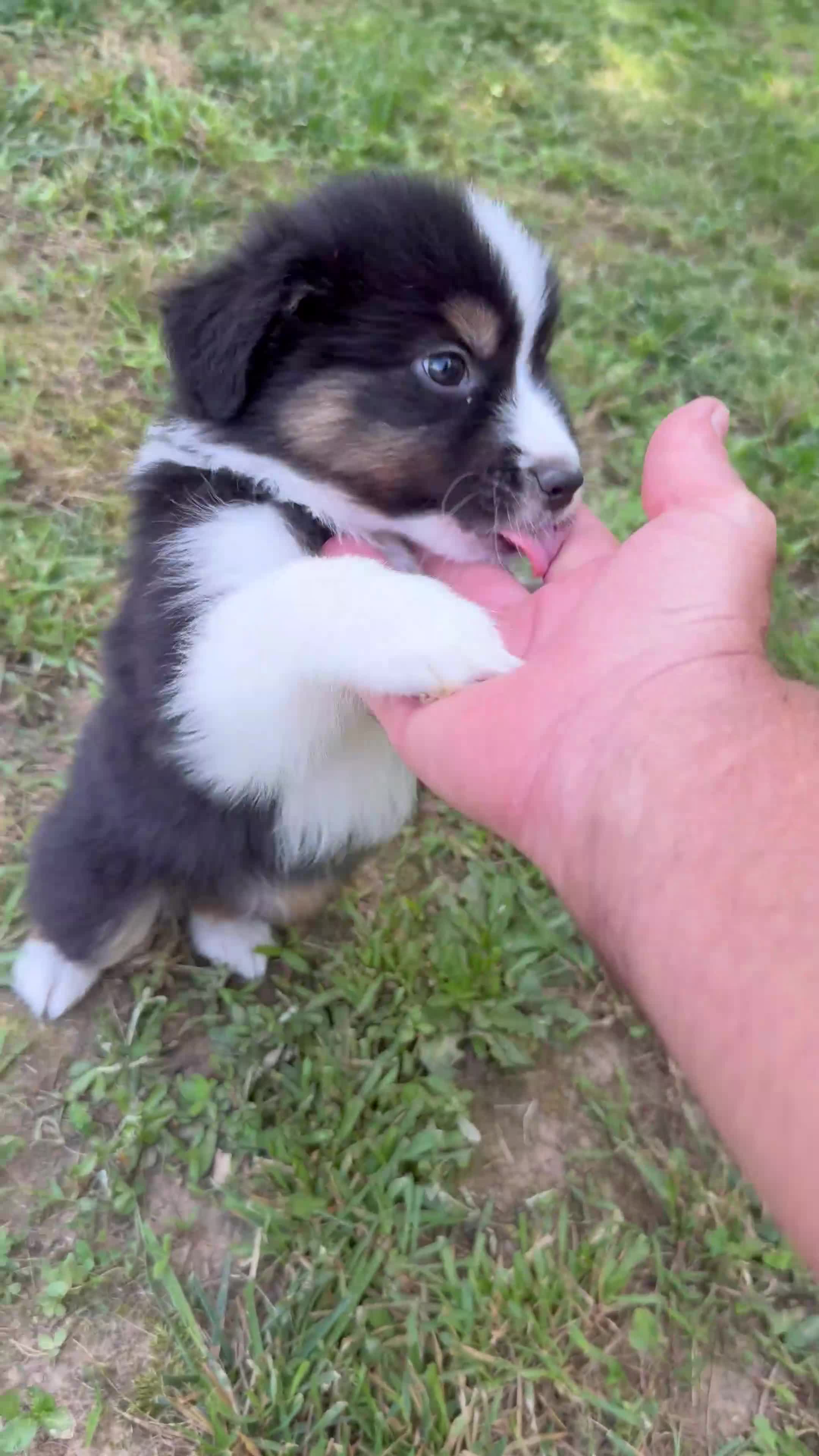 Australian Shepherd dogs for sale: Mr. Fluffy - Video 1