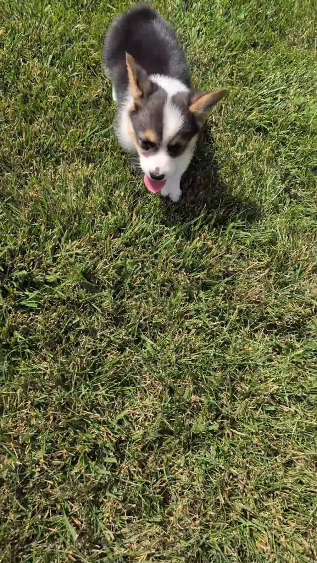Welsh Corgi Pembroke dogs for sale: Lanie - Video 1