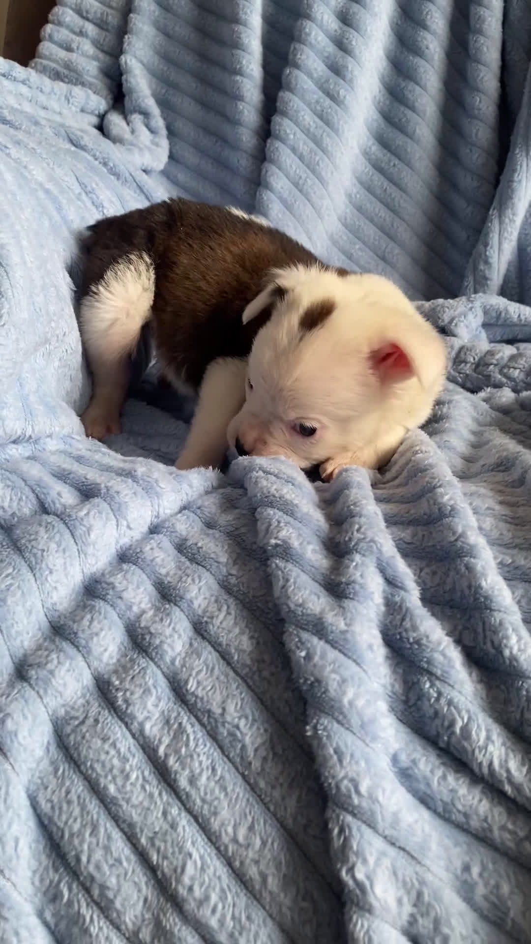 Mixed Breed dogs for sale: Lily - Video 1