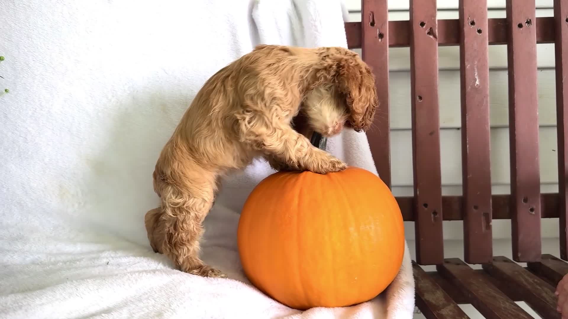 Cocker Spaniel dogs for sale: Lory - Video 1