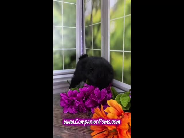 Pomeranian dogs for sale: Fudge - Adventerous Love Bug! - Black Boy - Video 1