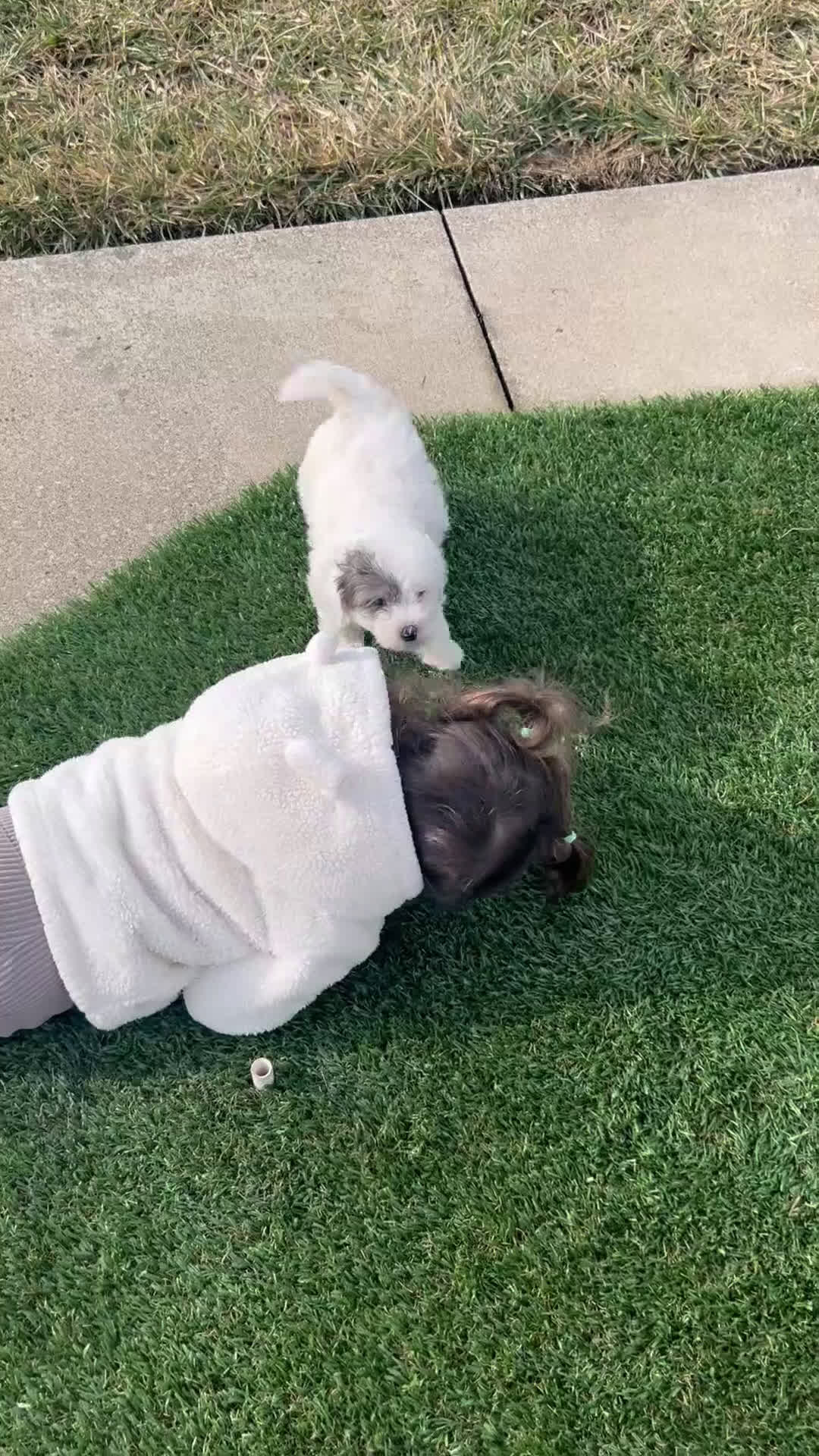 Mixed Breed dogs for sale: Scout - Video 1