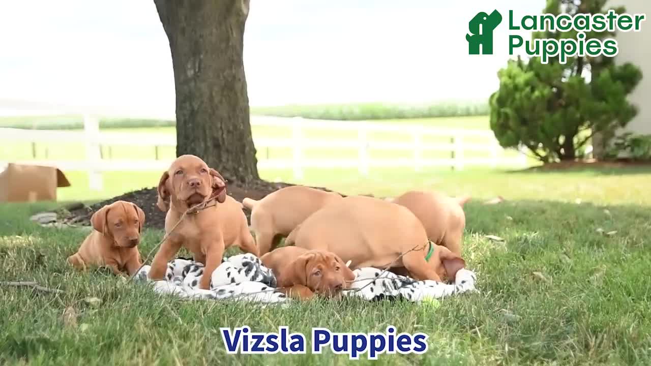 Vizsla dogs for sale: Kodiak - Video 1