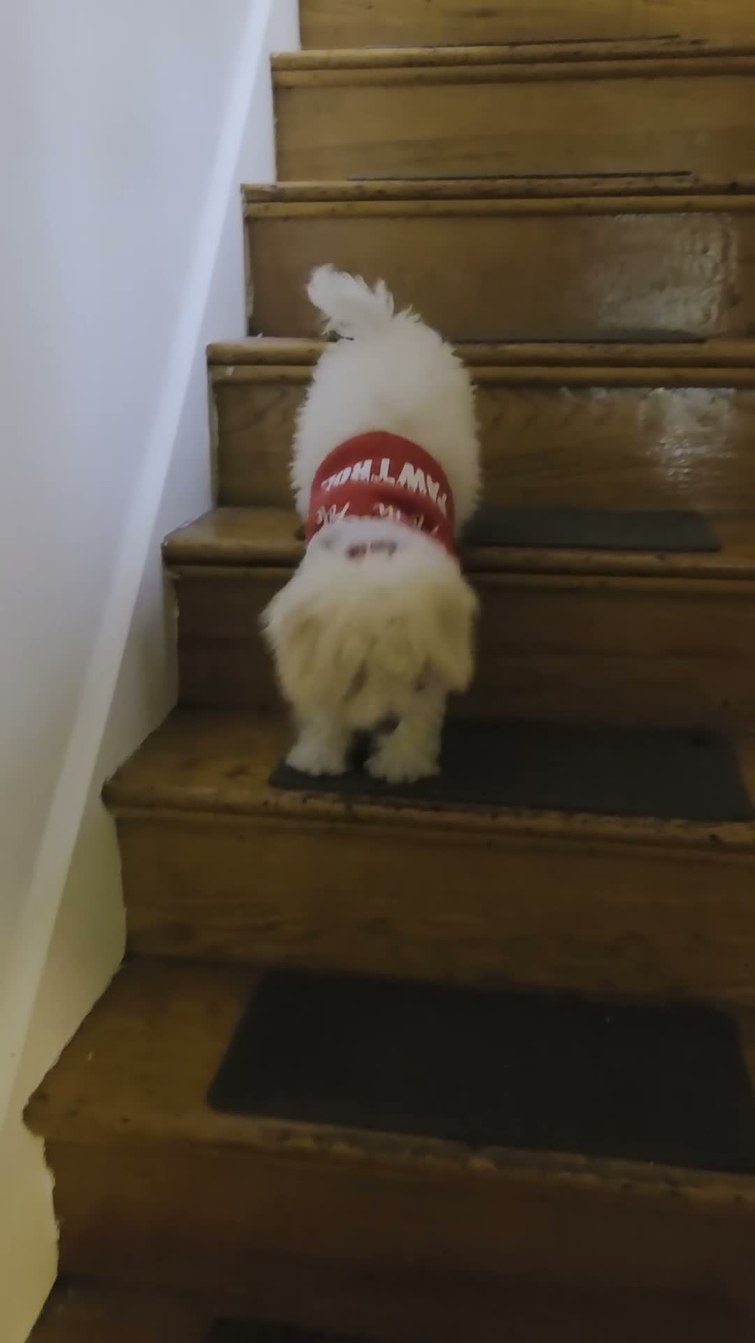 Toy Poodle dogs for sale: Toy poodle  - Video 2