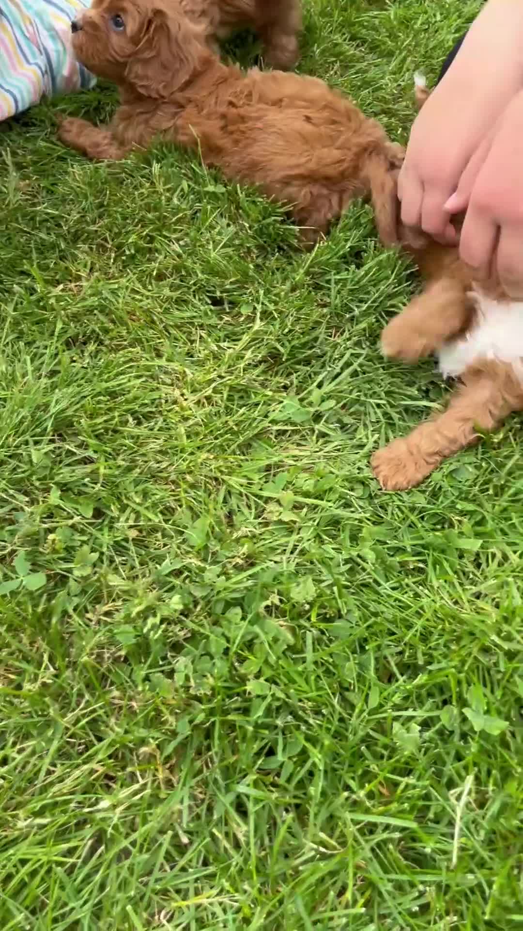 Cavapoo dogs for sale: Royal - Video 3