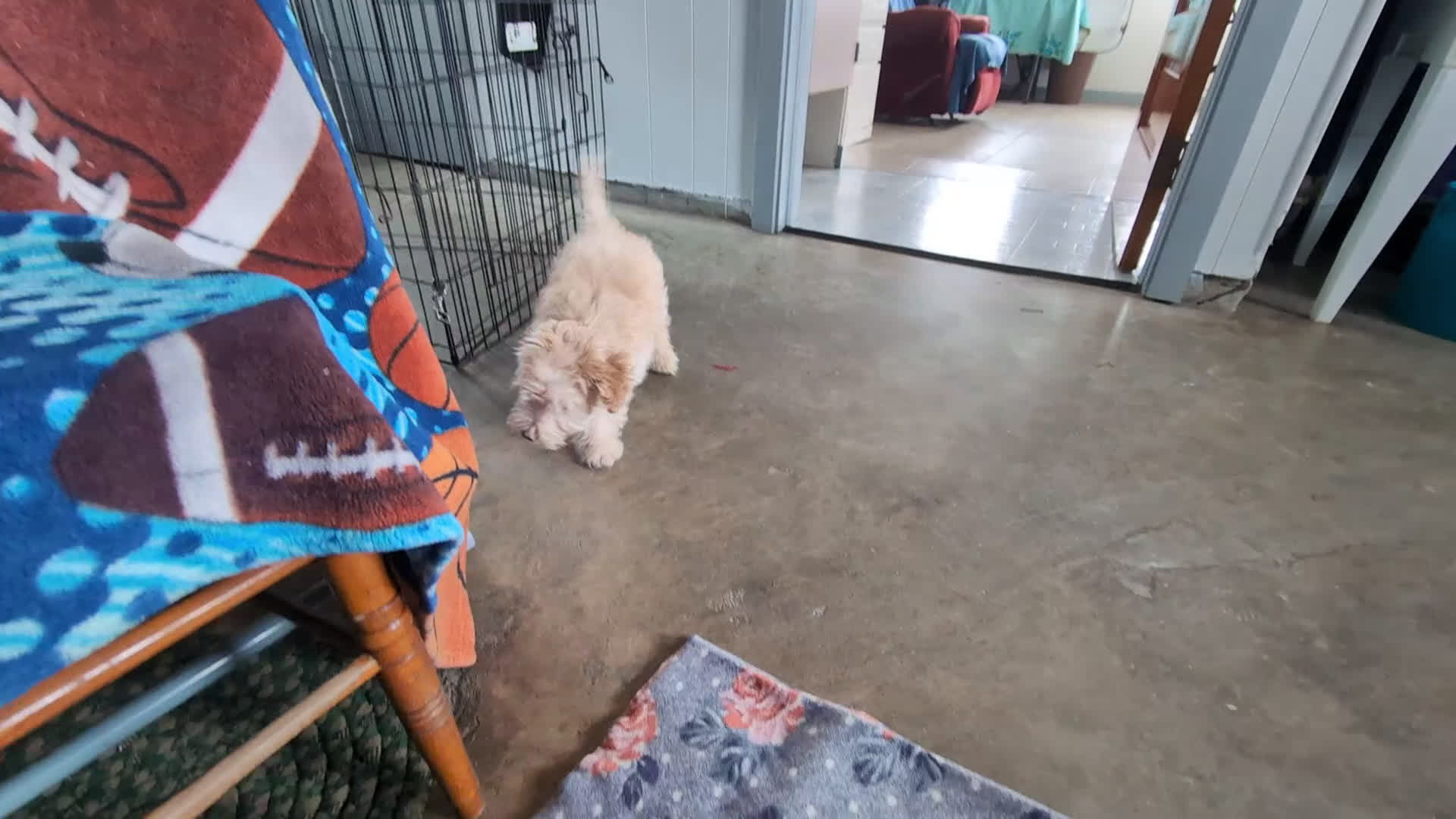 Maltipoo dogs for sale: Corbett - Video 1