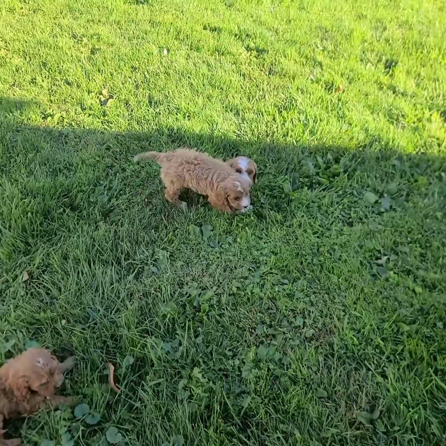 Cavapoo dogs for sale: Scooter - Video 2
