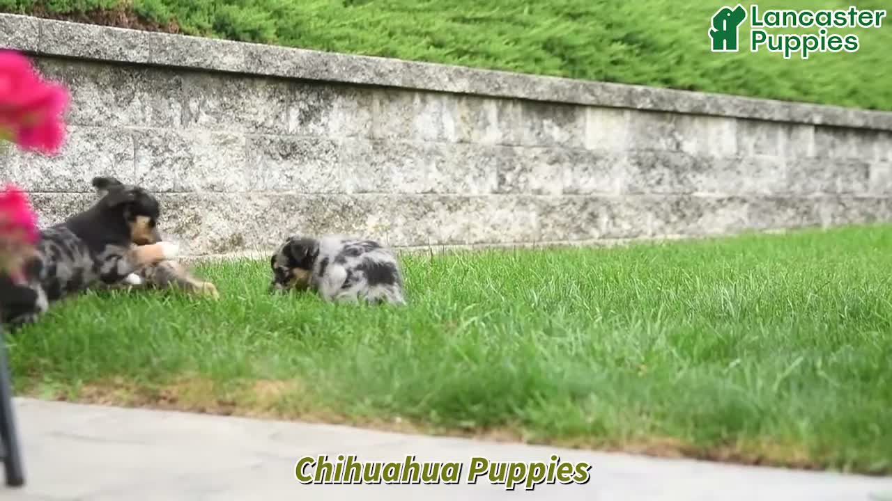 Chihuahua dogs for sale: Josie - Video 1