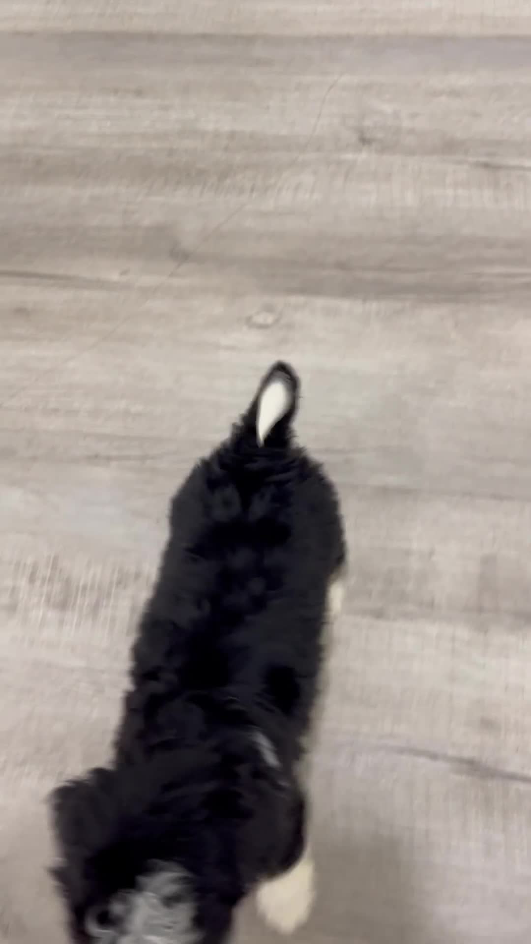 Mini Bernedoodle dogs for sale: Savannah - Video 2
