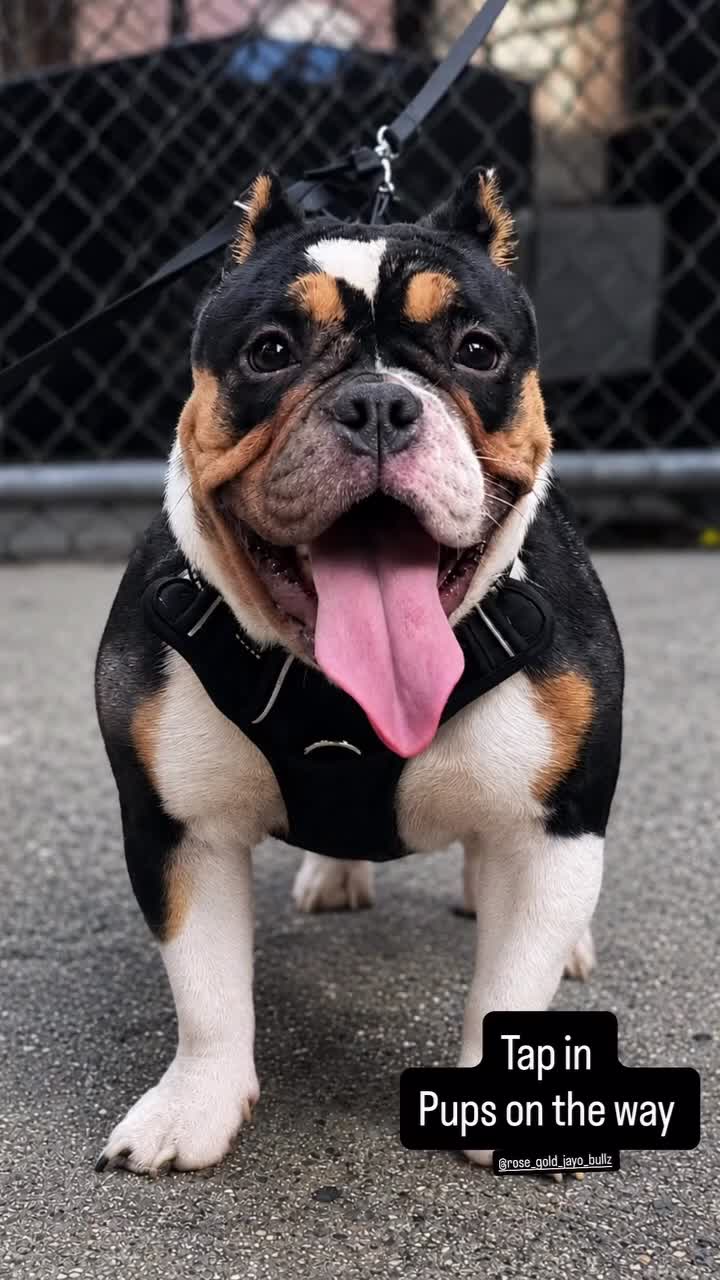 American Bully dogs for sale: American Bully 3 - Video 2