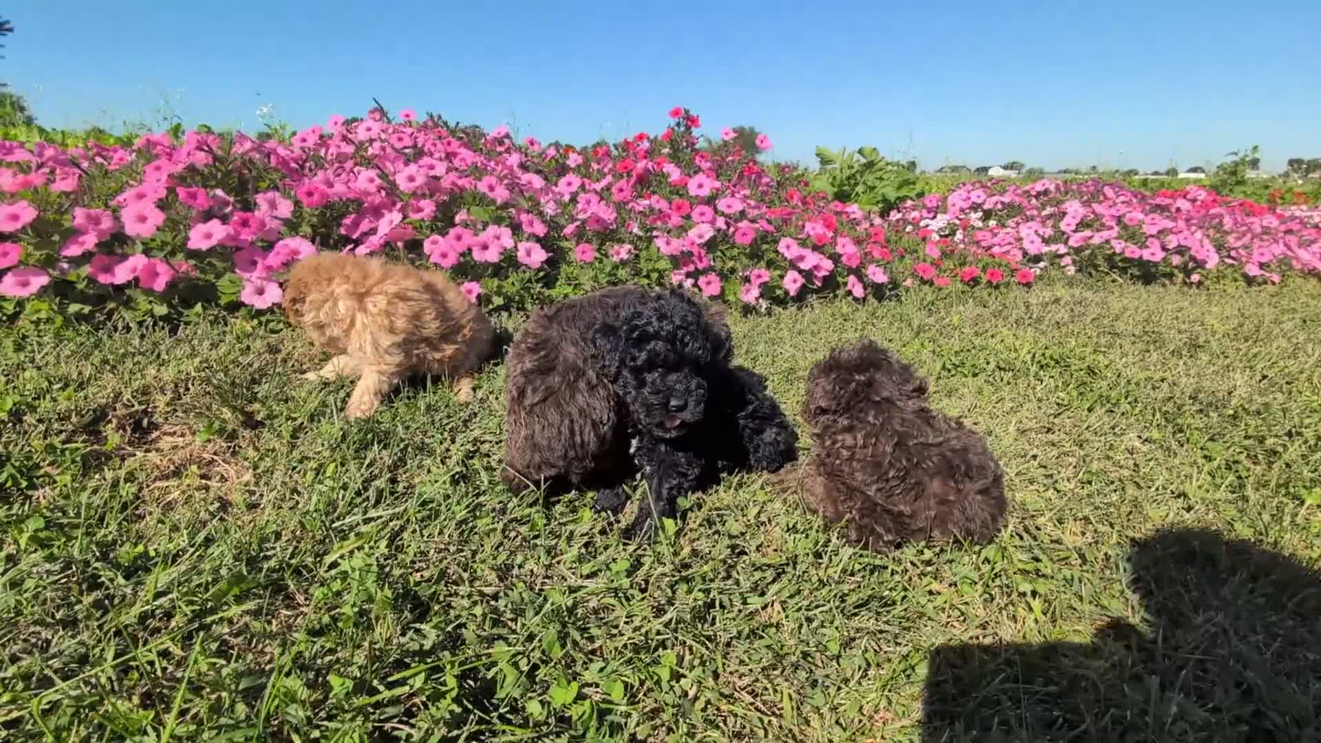 Toy Poodle dogs for sale: Kit Kat - Video 1