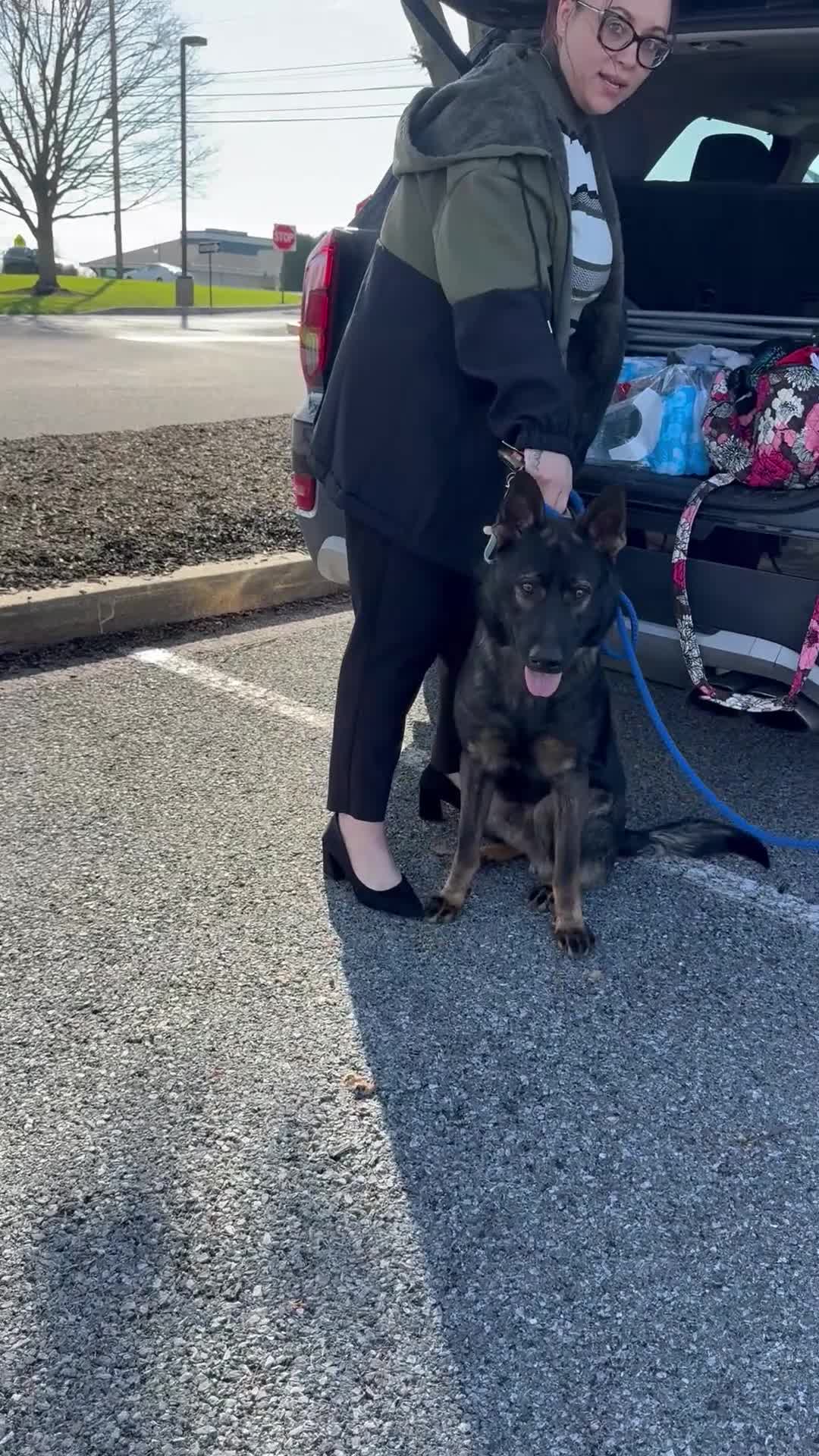 German Shepherd dogs for sale: Skys 1 year old puppy - Video 2