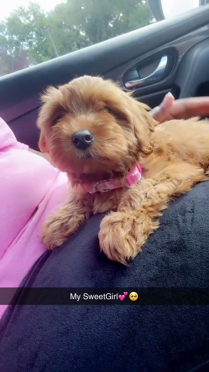 Shihpoo dogs for sale: Shihpoo 1 - Video 3
