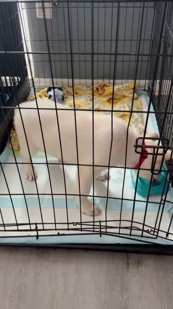 German Shepherd dogs for sale: Yellow - Video 1