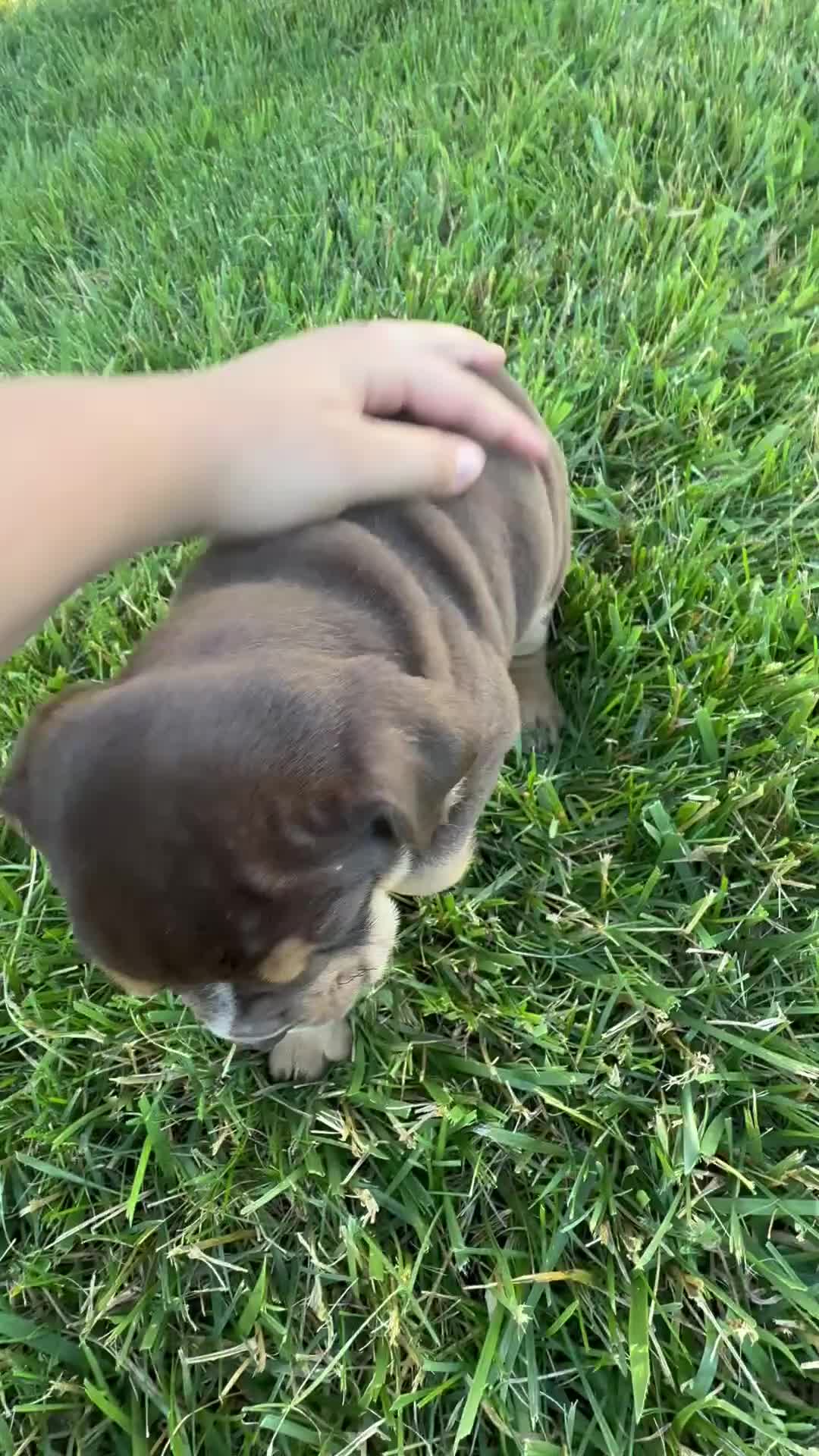 Beabull dogs for sale: Sheila - Video 1