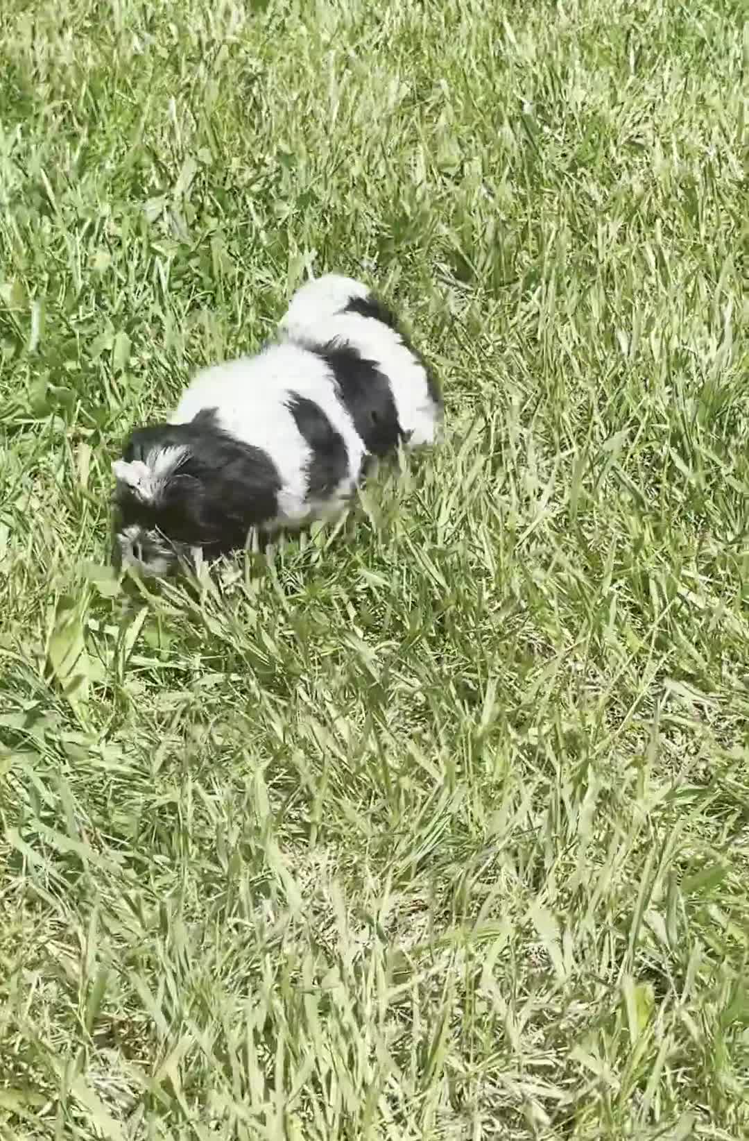Shih Tzu dogs for sale: Penny - Video 1