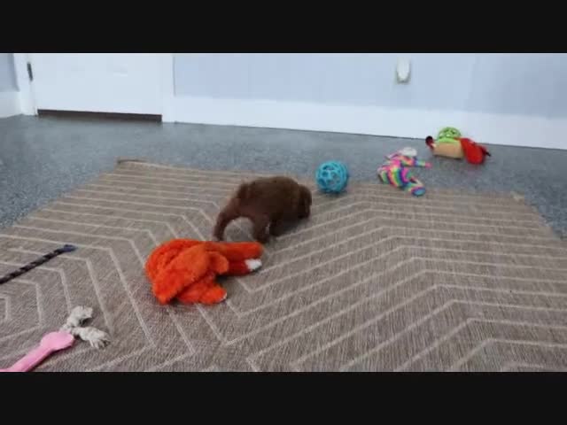 Mini Goldendoodle dogs for sale: Honey - Video 8