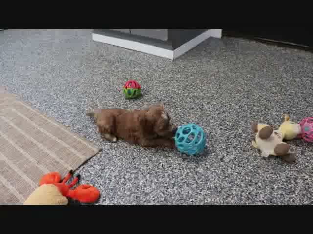 Mini Goldendoodle dogs for sale: Butler - Video 7