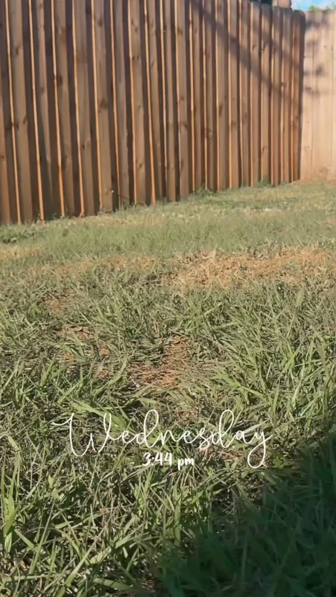 French Bulldog dogs for sale: French Bulldog Puppy 1 - Video 2