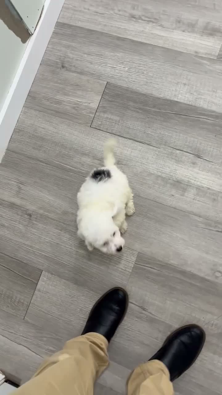 Miniature Poodle dogs for sale: Bubbles - Video 1