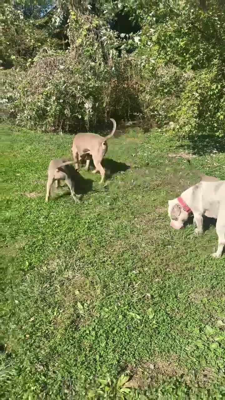 American Bully dogs for sale: American Bully 1 - Video 1