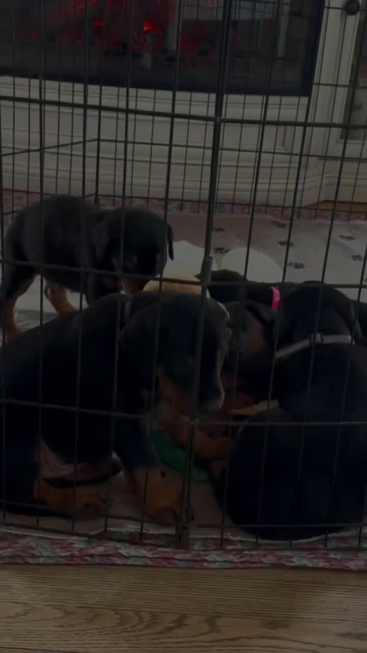 Doberman Pinscher dogs for sale: Female with ear crop - Video 8