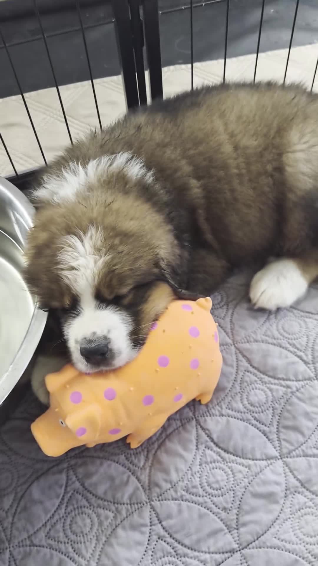Mixed Breed dogs for sale: Mr Blue 💙 - Video 1