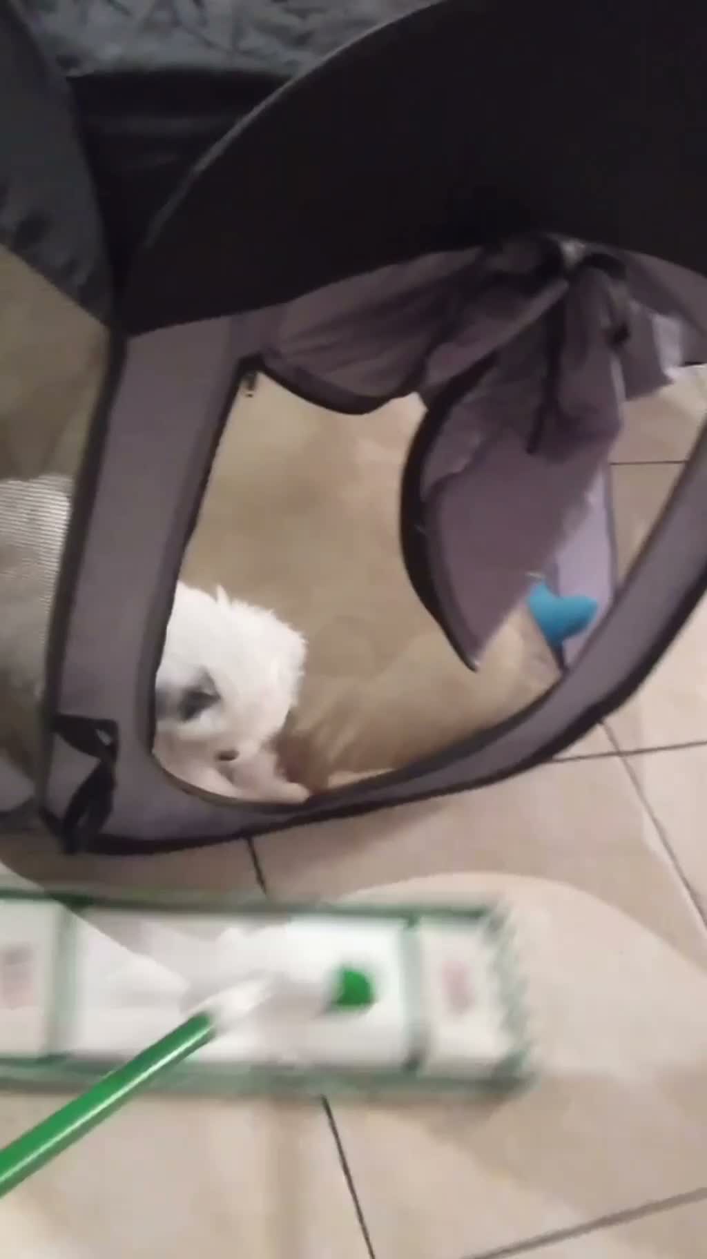 Shihpoo dogs for sale: Shihpoo 1 - Video 1