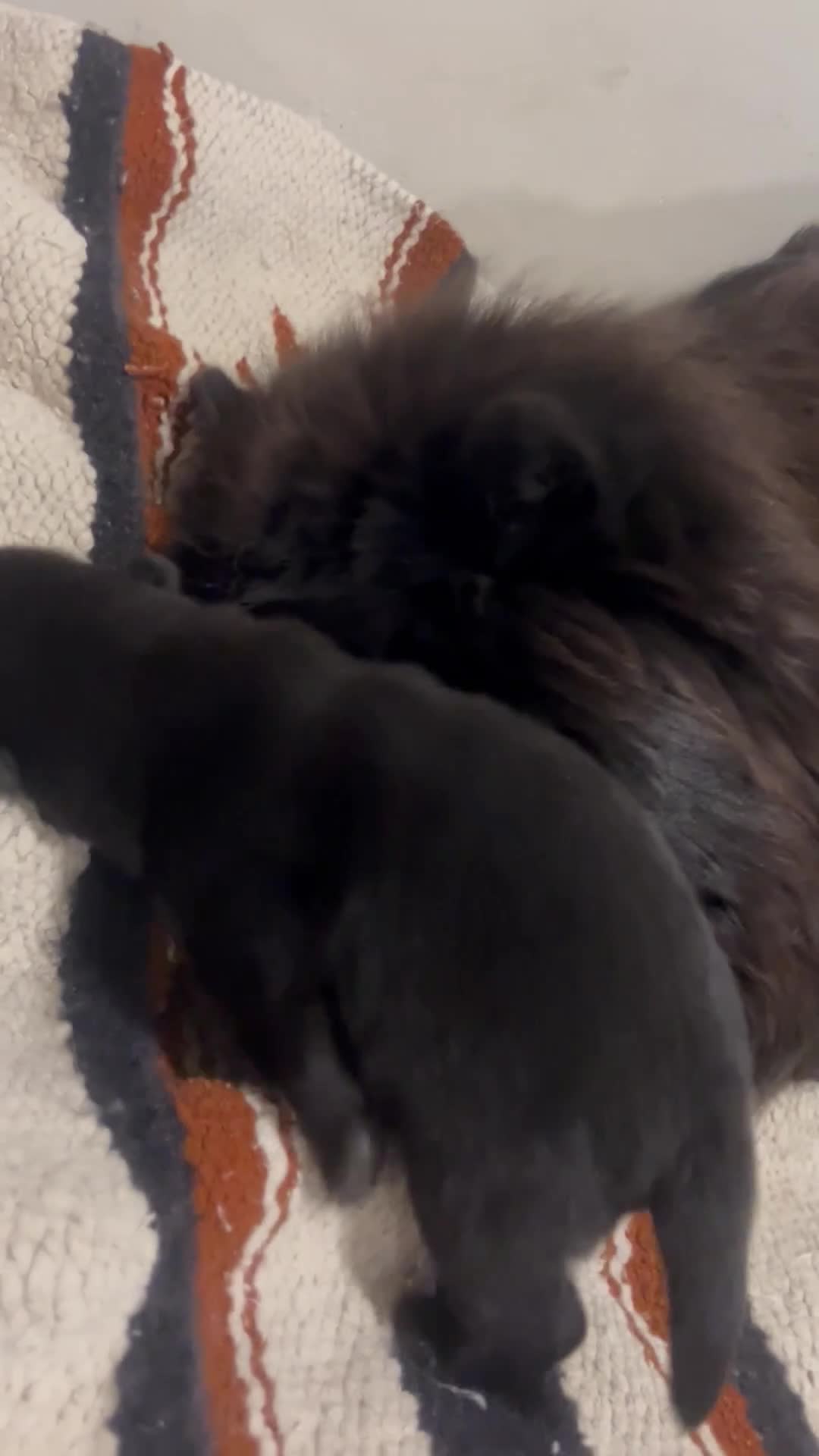 Chow Chow dogs for sale: Chow Chow Puppy 3 - Video 1