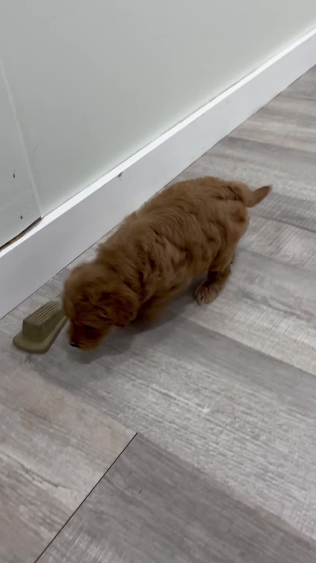 Mini Goldendoodle dogs for sale: Charlie - Video 1