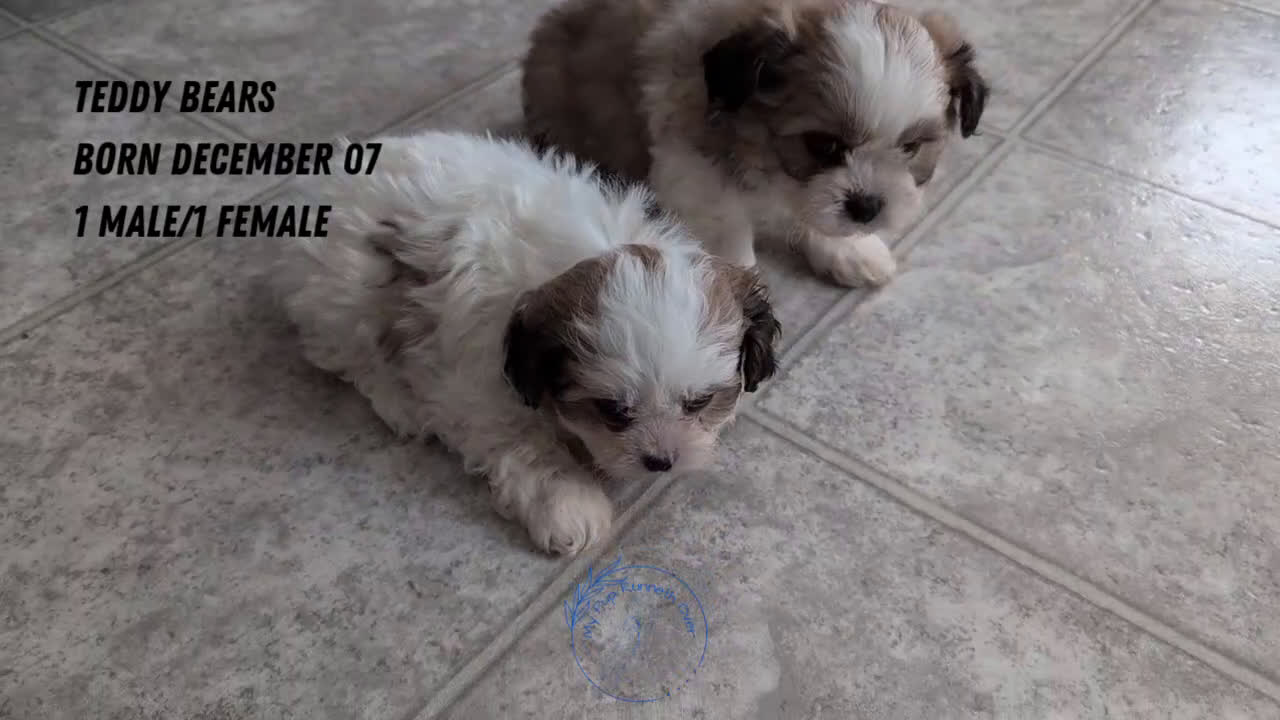 Teddy Bear dogs for sale: Gemma  - Video 3