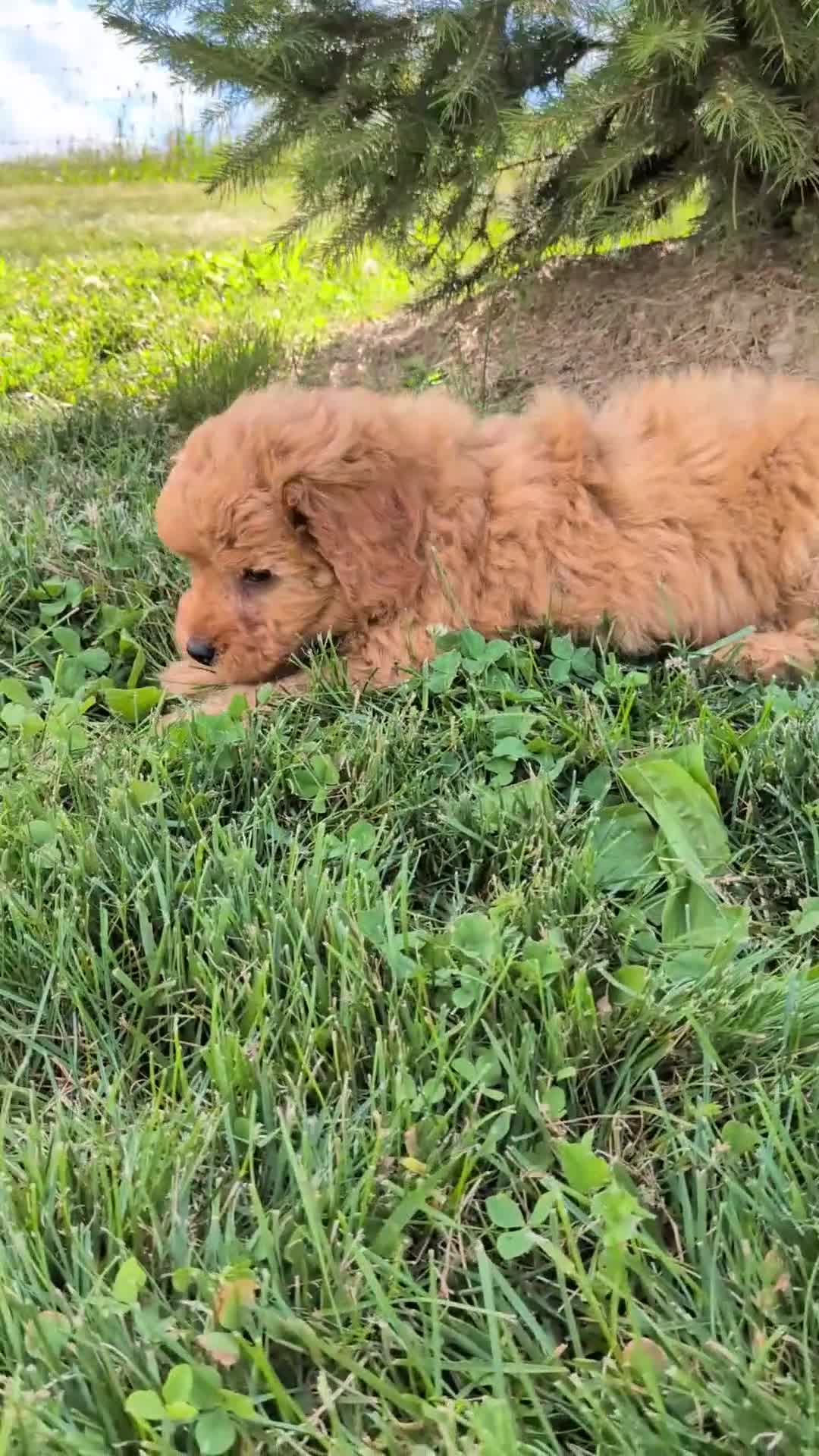 Mini Goldendoodle dogs for sale: Coby - Video 1