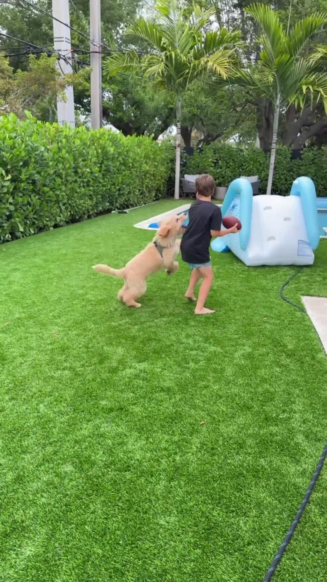 Goldendoodle dogs for sale: Goldendoodle Puppy  - Video 1