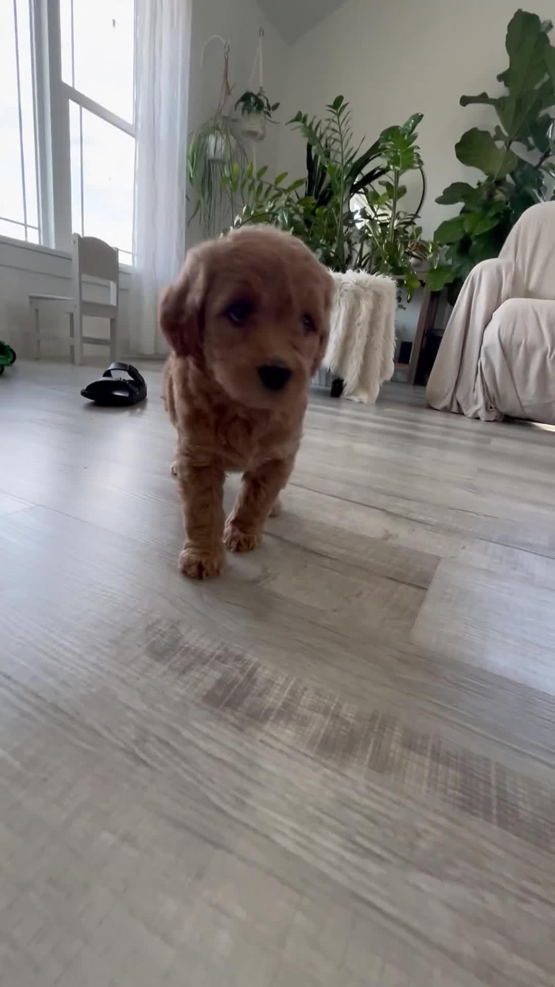 Mini Goldendoodle dogs for sale: Alyssa - Video 1