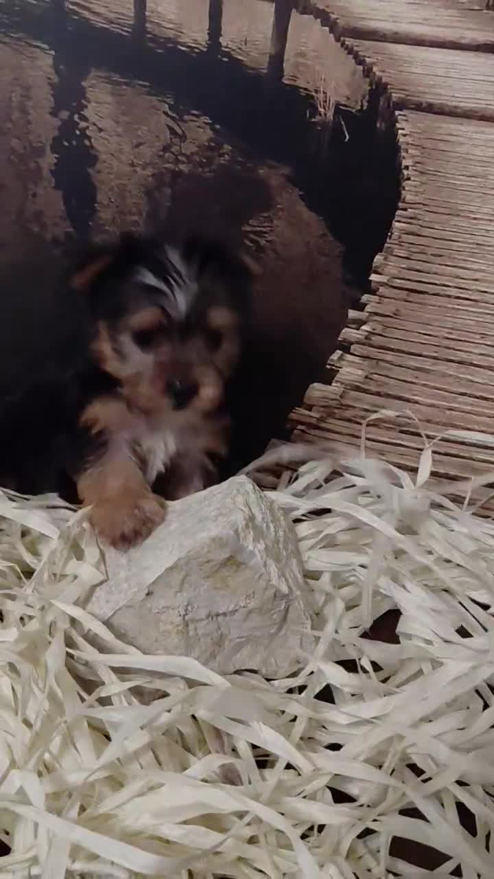 Yorkshire Terrier dogs for sale: Yorkshire Terrier Puppy 1 - Video 1