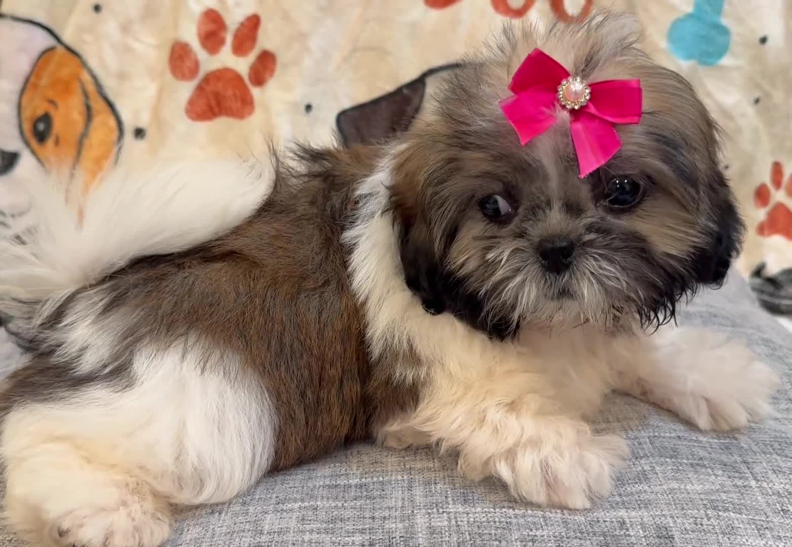 Shih Tzu dogs for sale: Lydia - Video 1