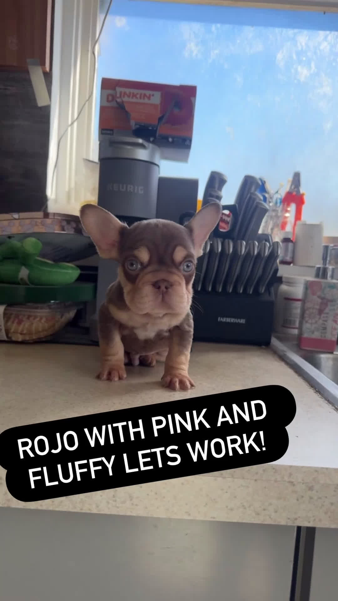 French Bulldog dogs for sale: laneigh - Video 3