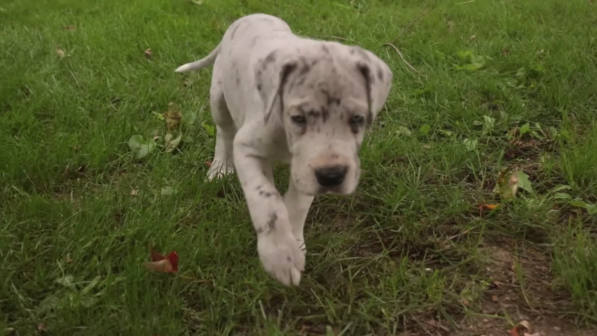 Great Dane dogs for sale: Beatrice Great Dane  - Video 4