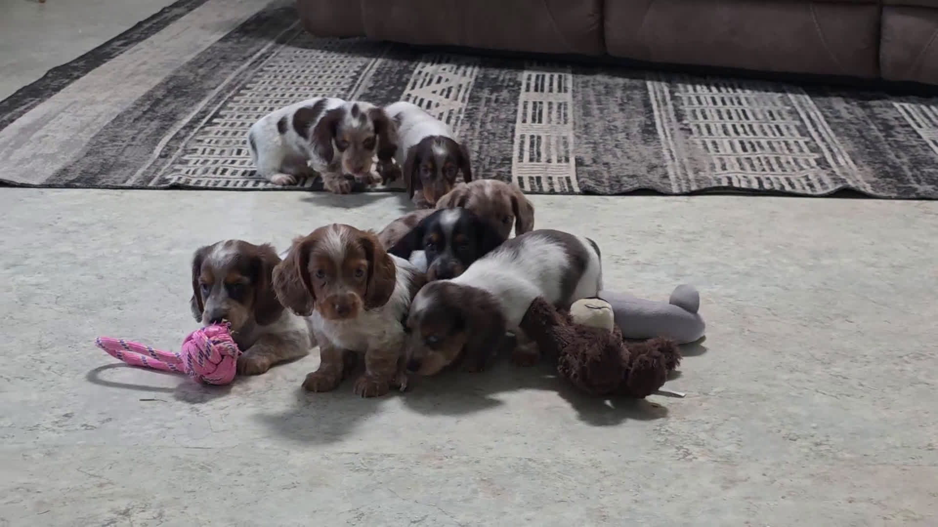 Miniature Dachshund dogs for sale: Mason - Video 1
