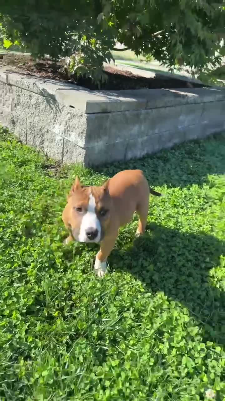 American Bully dogs for sale: Chester - Video 1