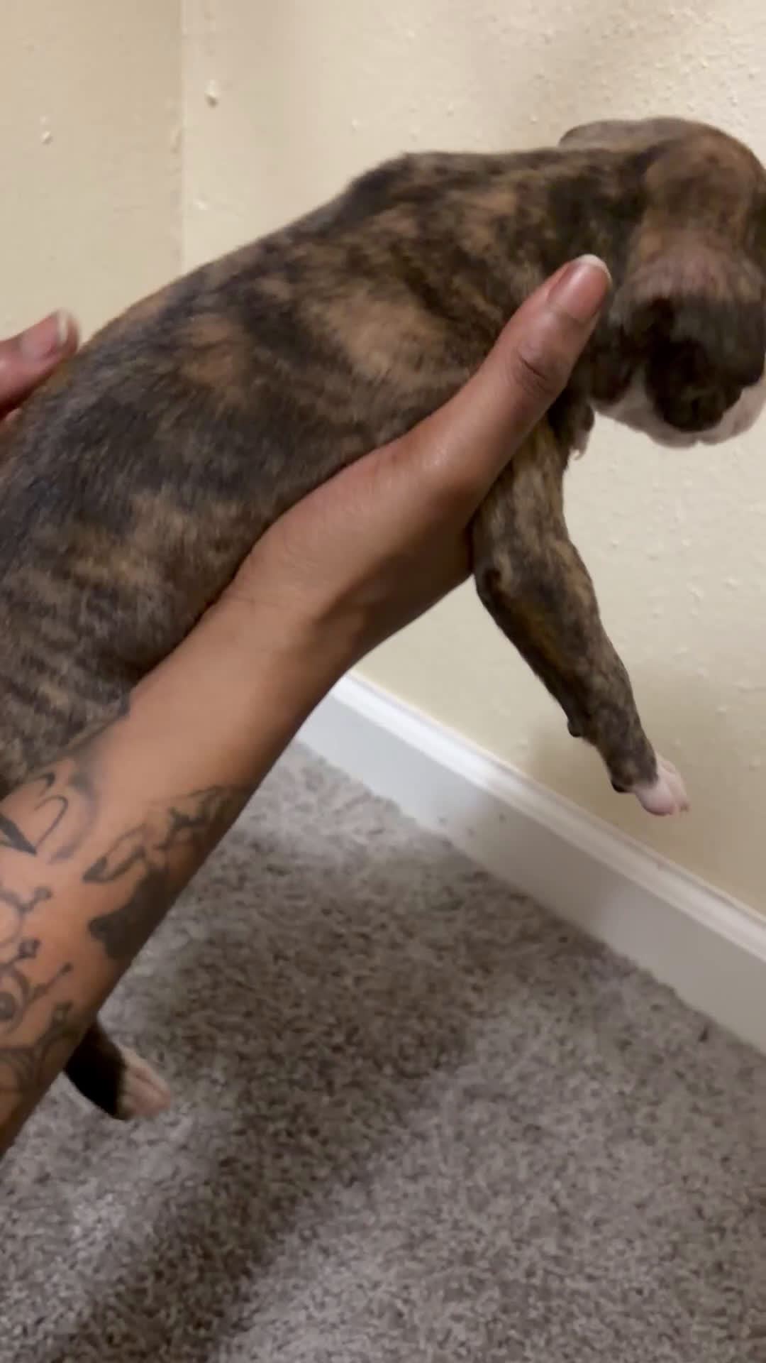 American Pit Bull Terrier dogs for sale: Nina - Video 2