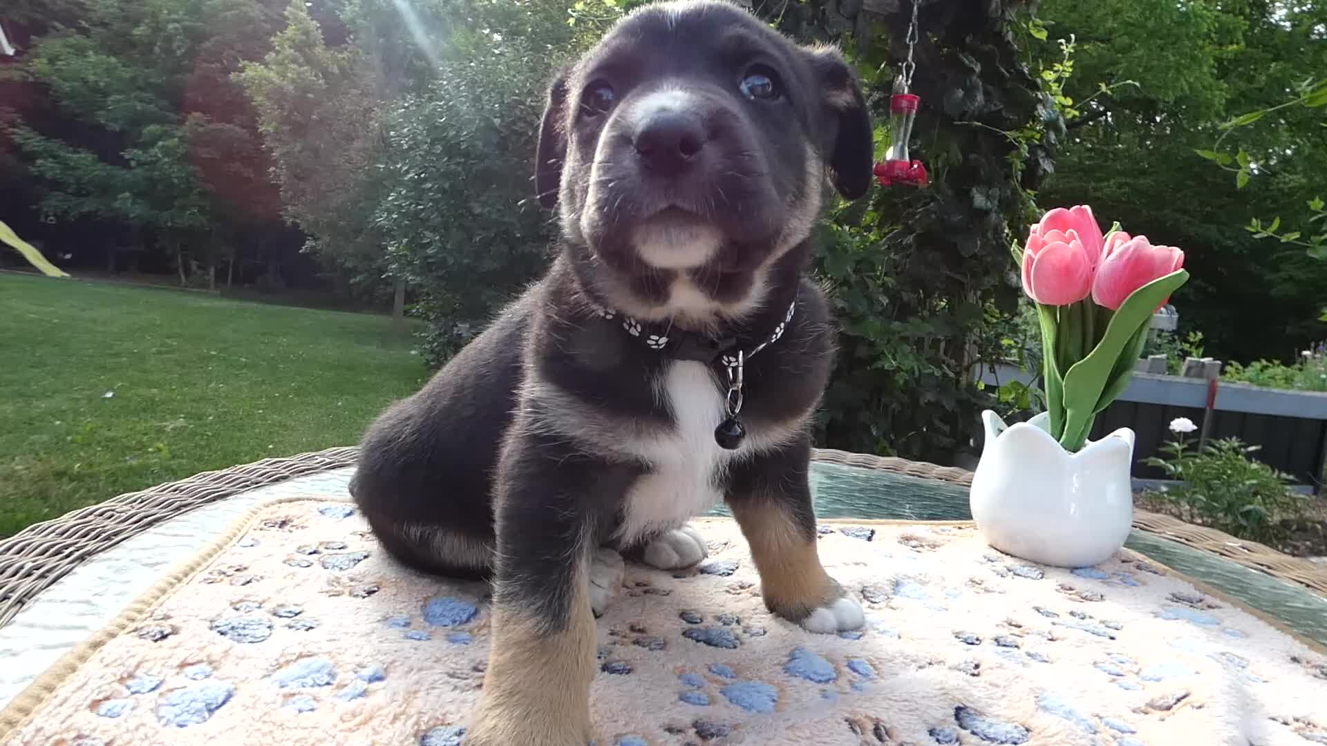 Cane Corso dogs for sale: Cane Corso Puppy 2 Trooper - Video 1