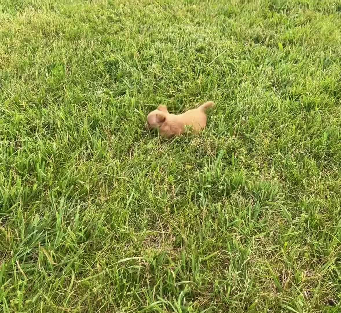 Chihuahua dogs for sale: Honeybee  - Video 1