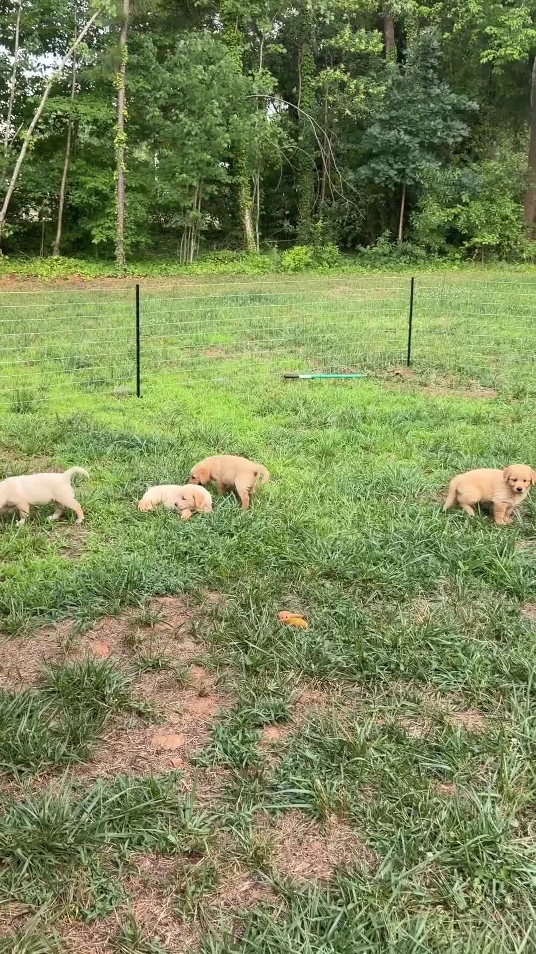 Mixed Breed dogs for sale: Leo - Video 2