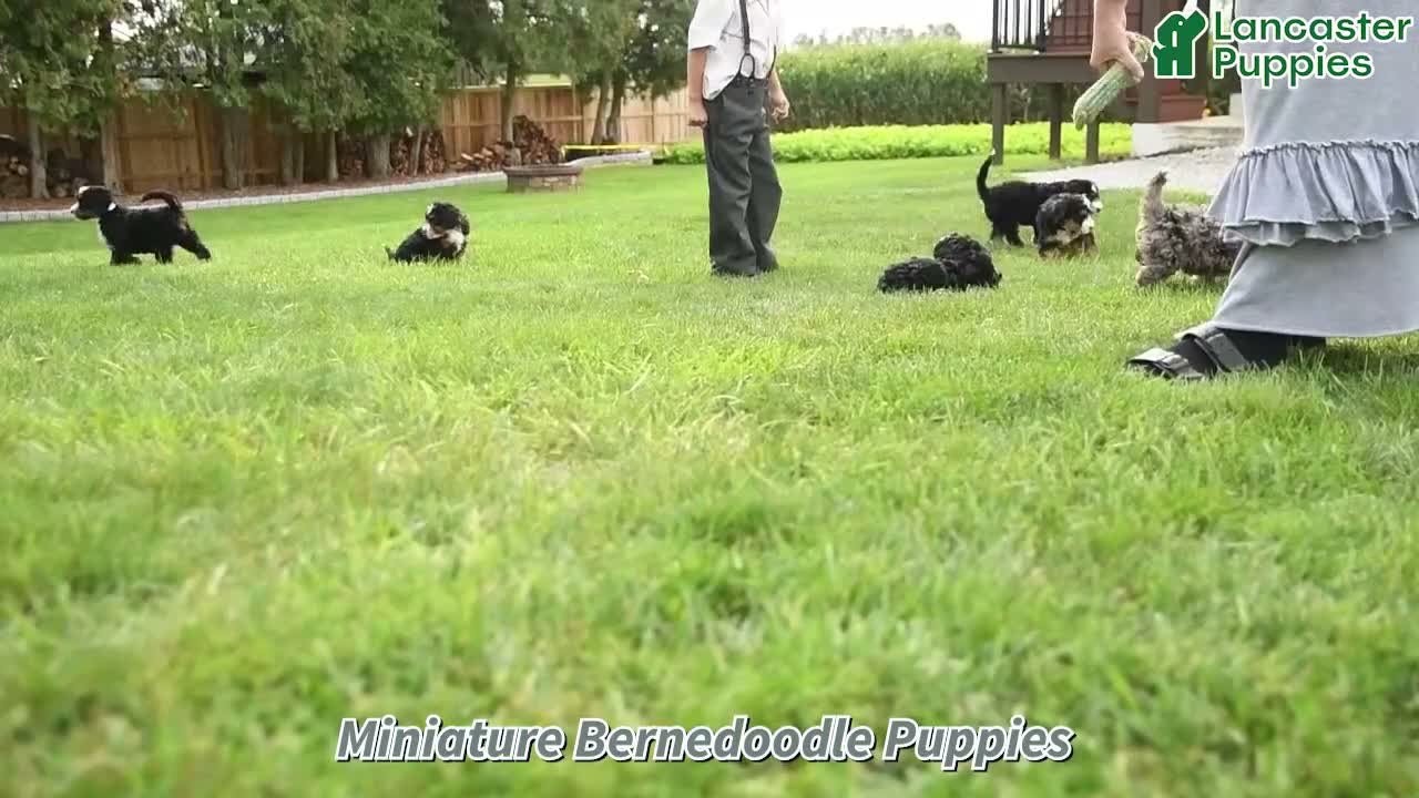 Mini Bernedoodle dogs for sale: Sundae  - Video 1
