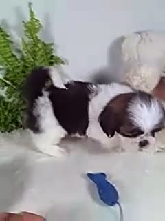 Shih Tzu dogs for sale: Apollo  - Video 1