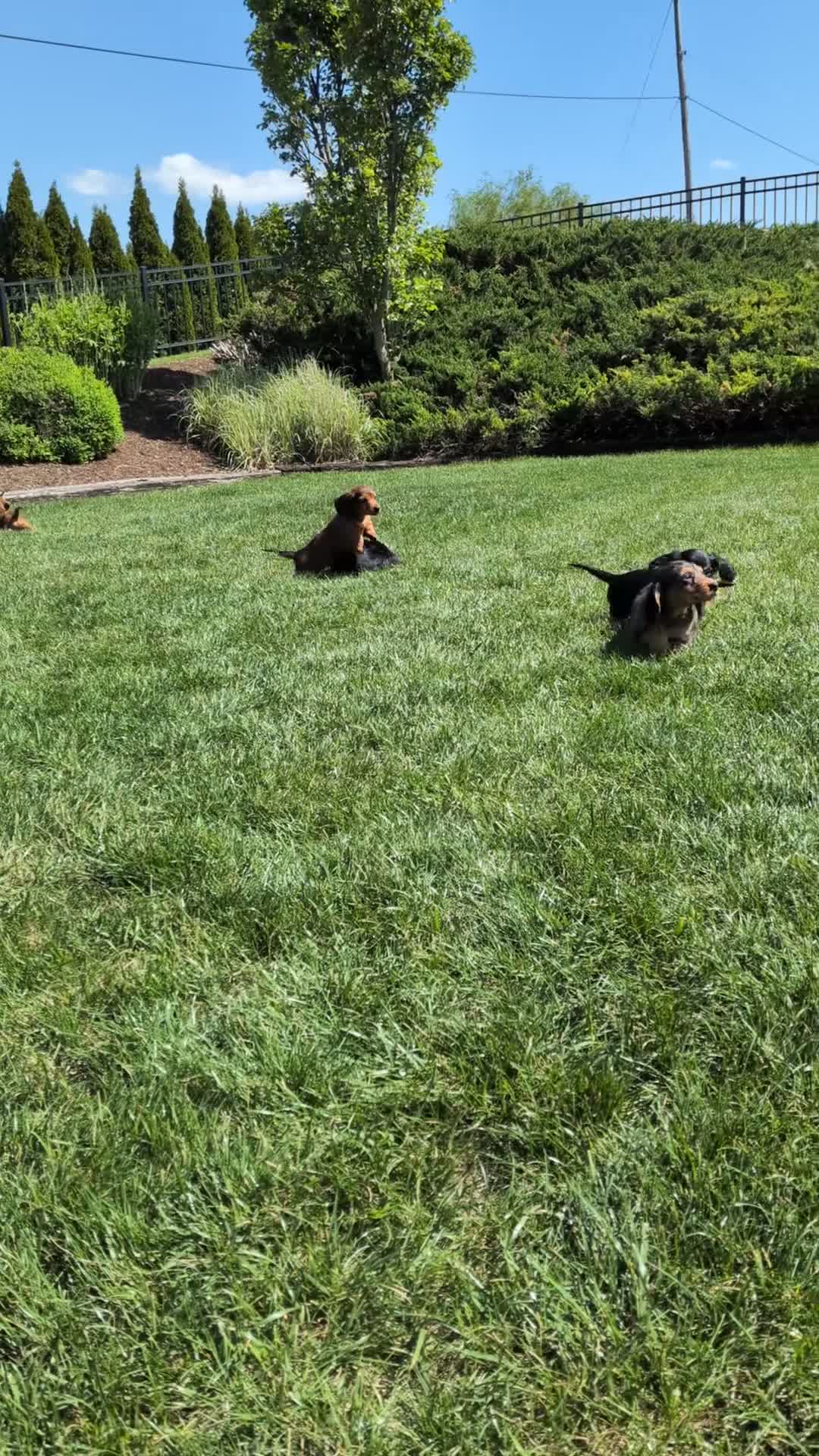 Miniature Dachshund dogs for sale: Miniature Dachshund Puppy 6 - Video 1