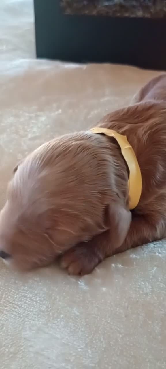 Mini Goldendoodle dogs for sale: Mr. Almighty  - Video 1