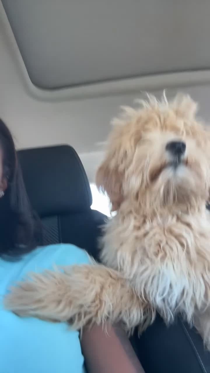 Maltipoo dogs for sale: Maltipoo Puppy 1 - Video 1